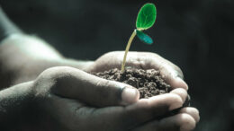 Young Black hands holding soil and a sprouting plant
